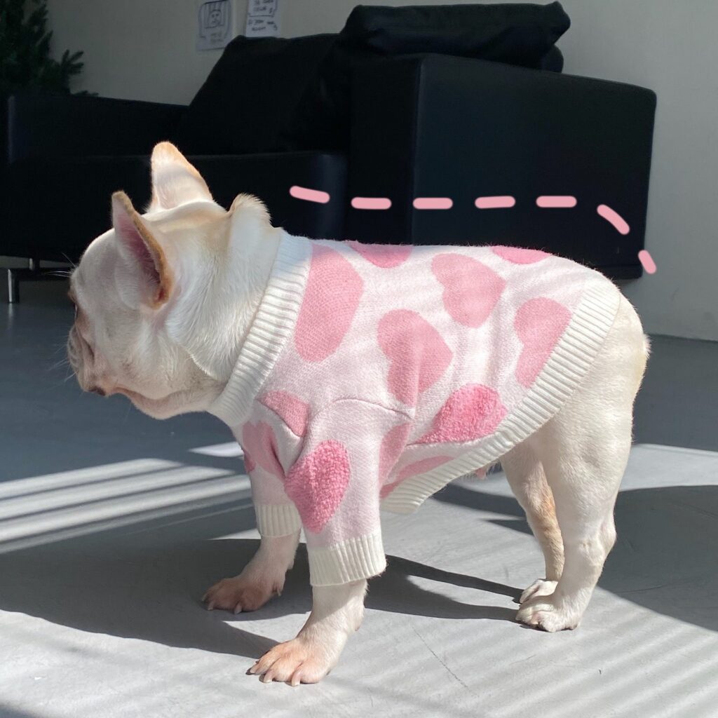 french bulldog sweater