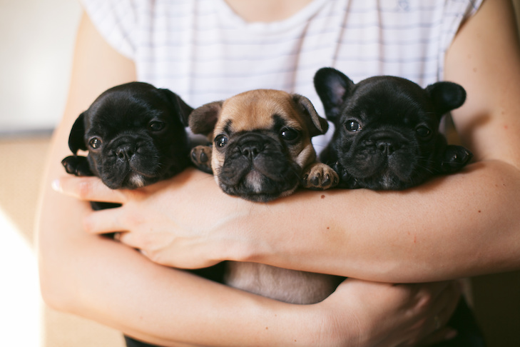 french bulldog puppy